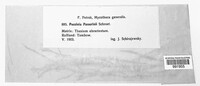 Puccinia passerinii image